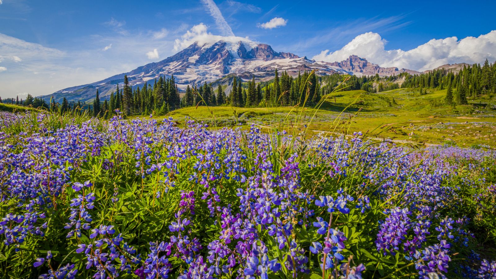 Prado lleno de flores en Monte Rainier, Washington |