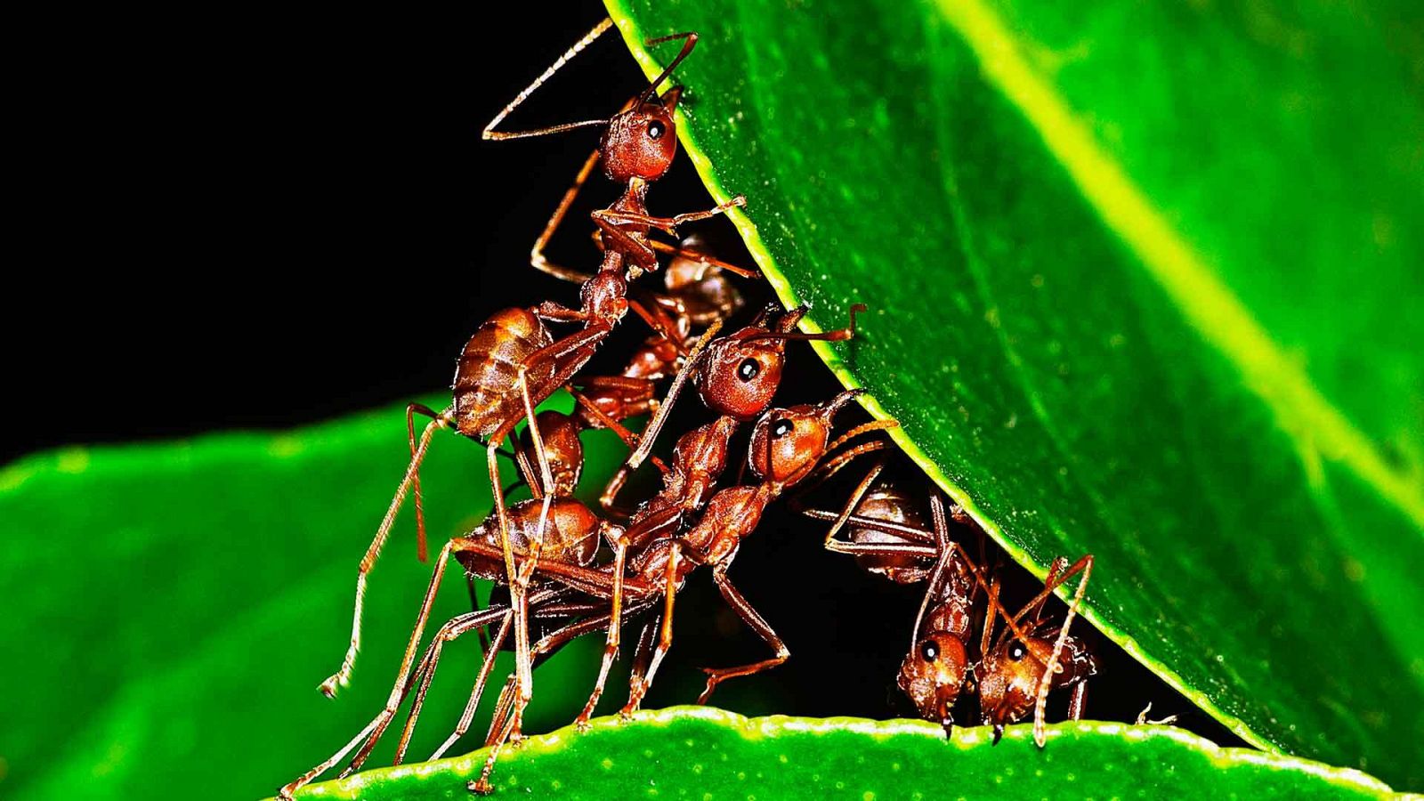 Hormigas unidas levantando una hoja.