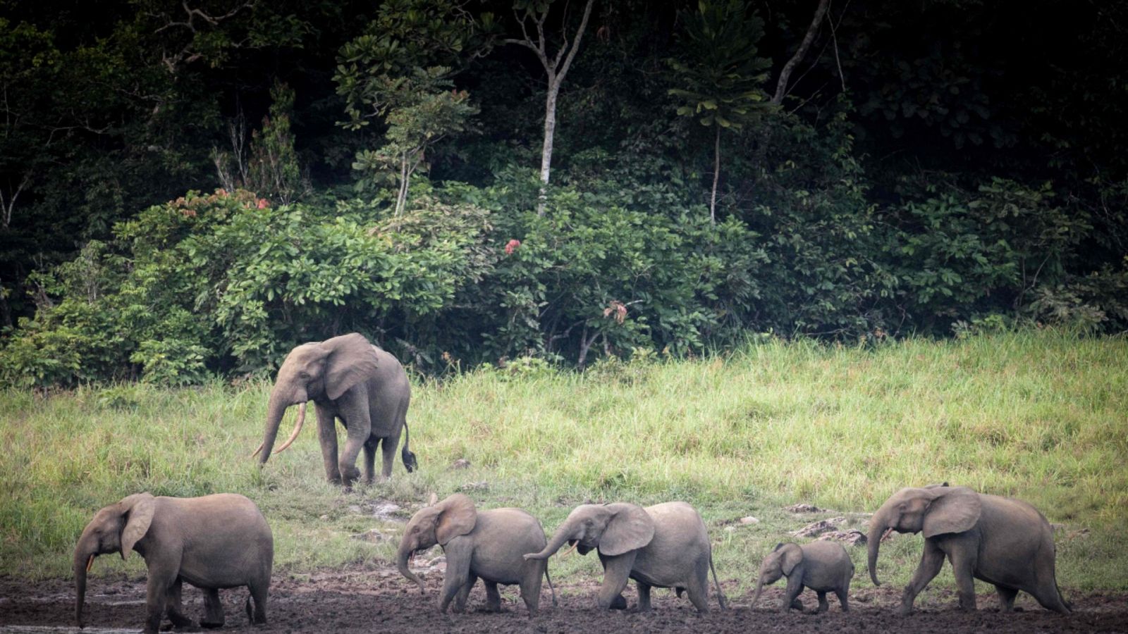 Imagen de archivo de abril de 2019 de un grupo de elefantes del bosque en el parque nacional de Ivindo en Gabón.