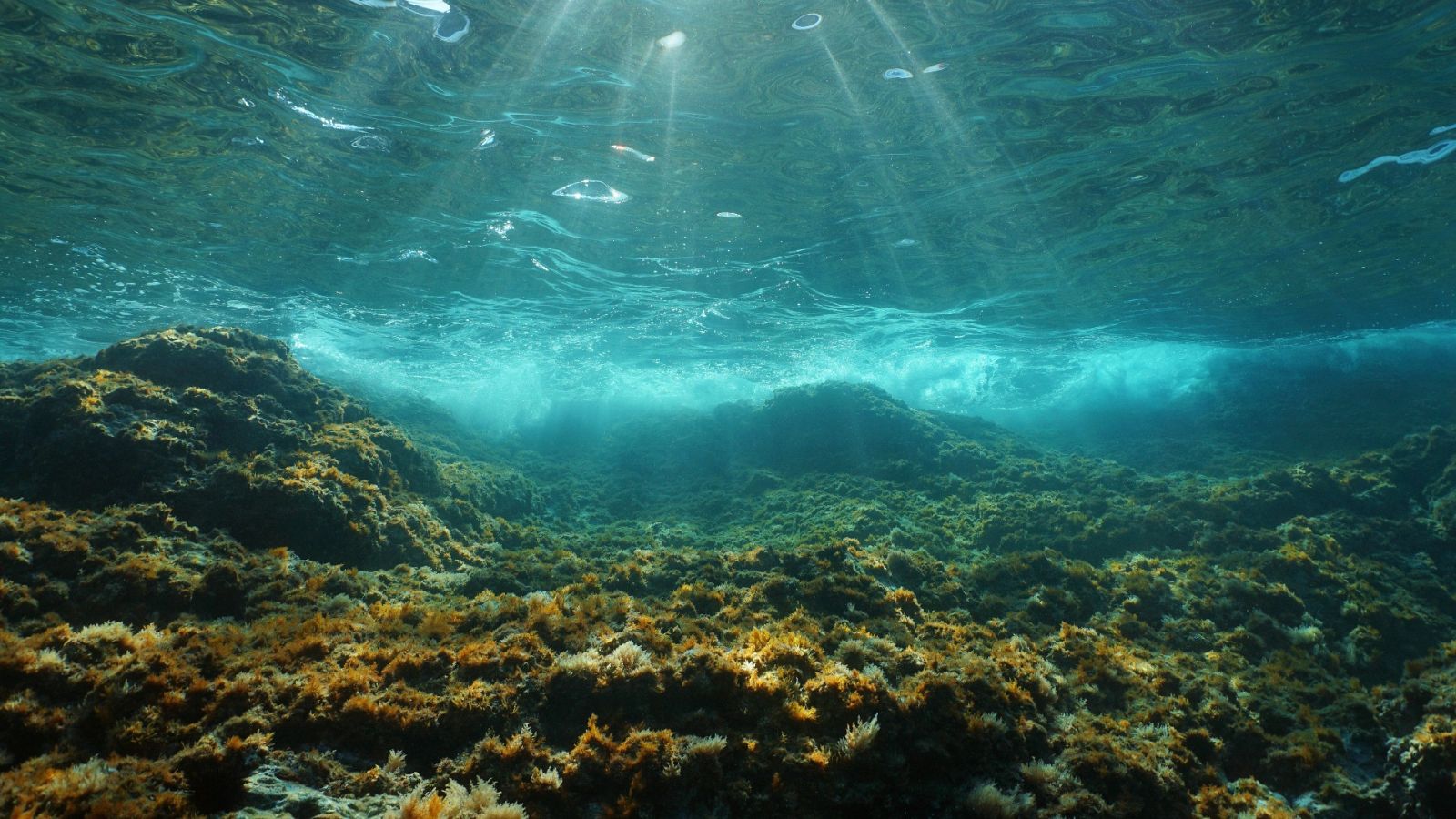 La luz del sol bajo el agua a través de la superficie del agua visto desde un fondo rocoso con algas en el mar Mediterráneo, Cataluña, Costa Brava, España.
