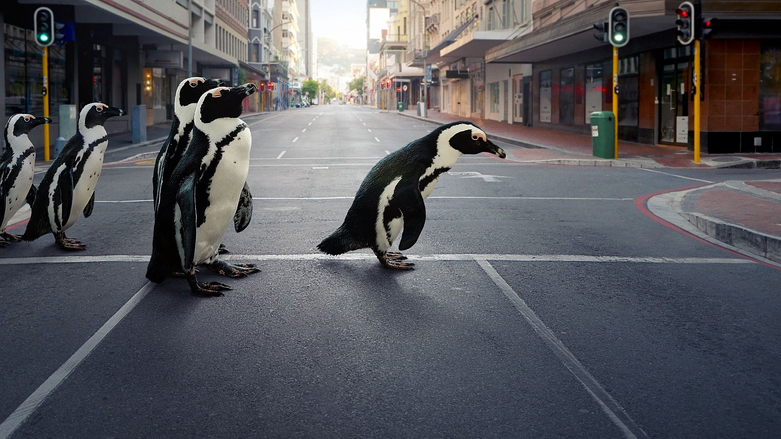 Un grupo de pingüinos de El Cabo avanza por las calles de Simon's Town, en Sudáfrica.