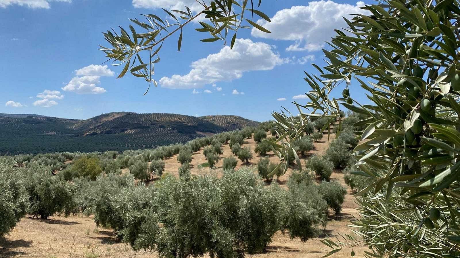 Paisaje del olivar de Jaén