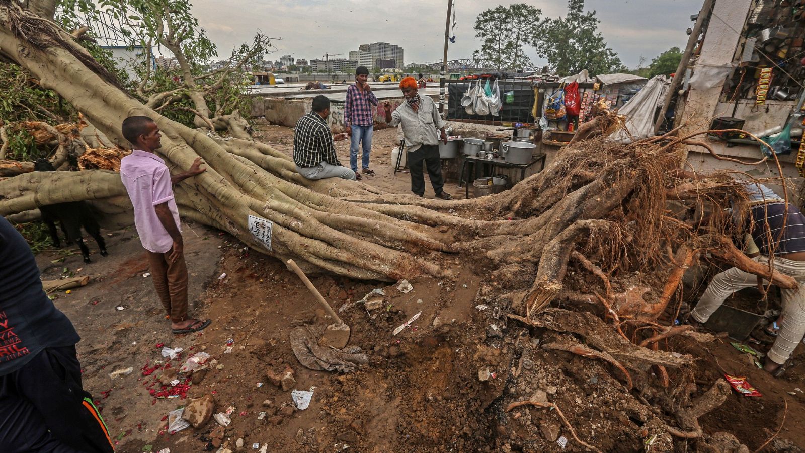 Un hombre vende té cerca de un árbol arrancado de raíz después del paso del ciclón Tauktae en Ahmedabad, Gujarat, India