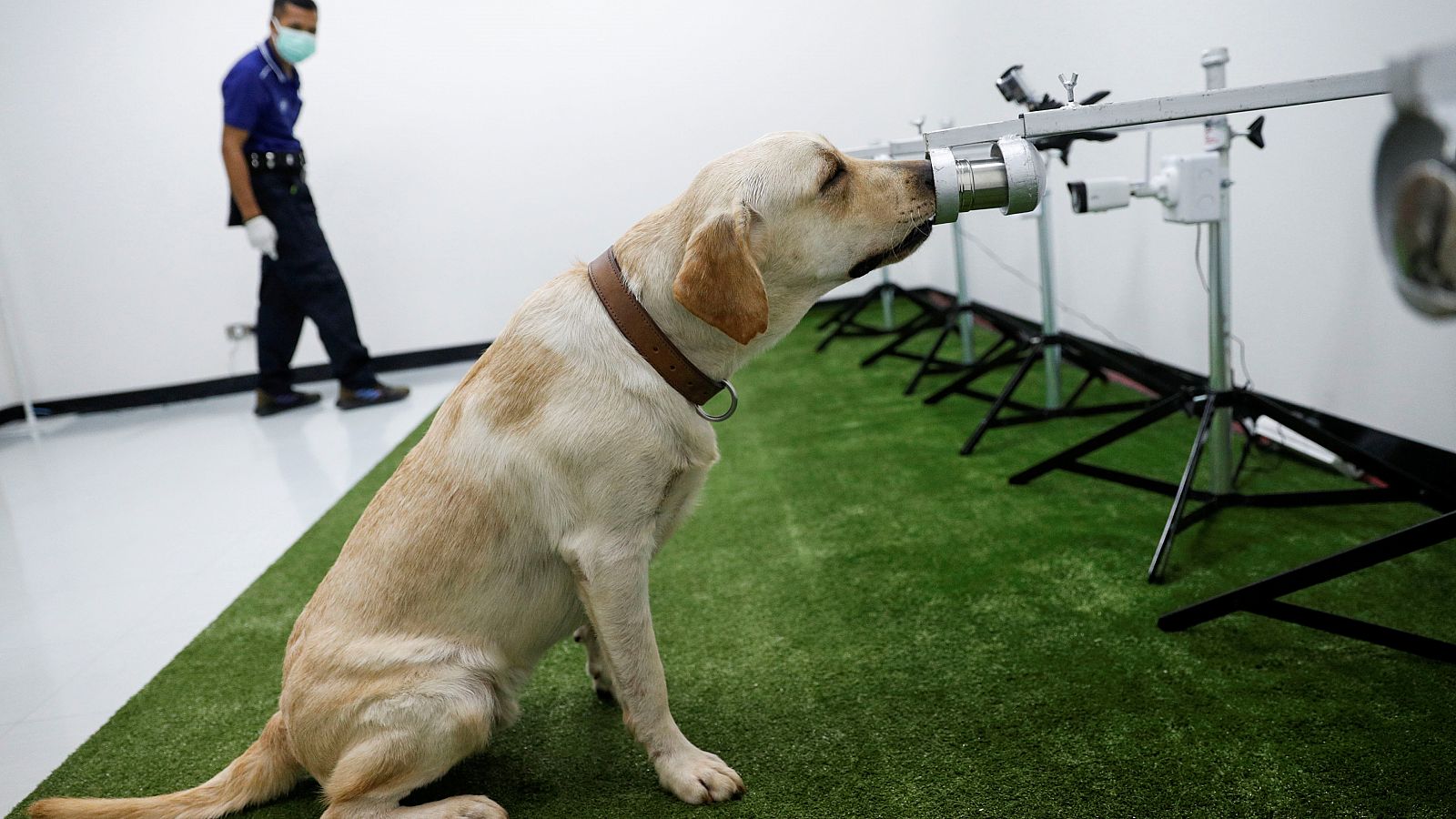 El sentido canino del olfato puede utilizarse para detectar la COVID-19 de forma rápida y no invasiva.