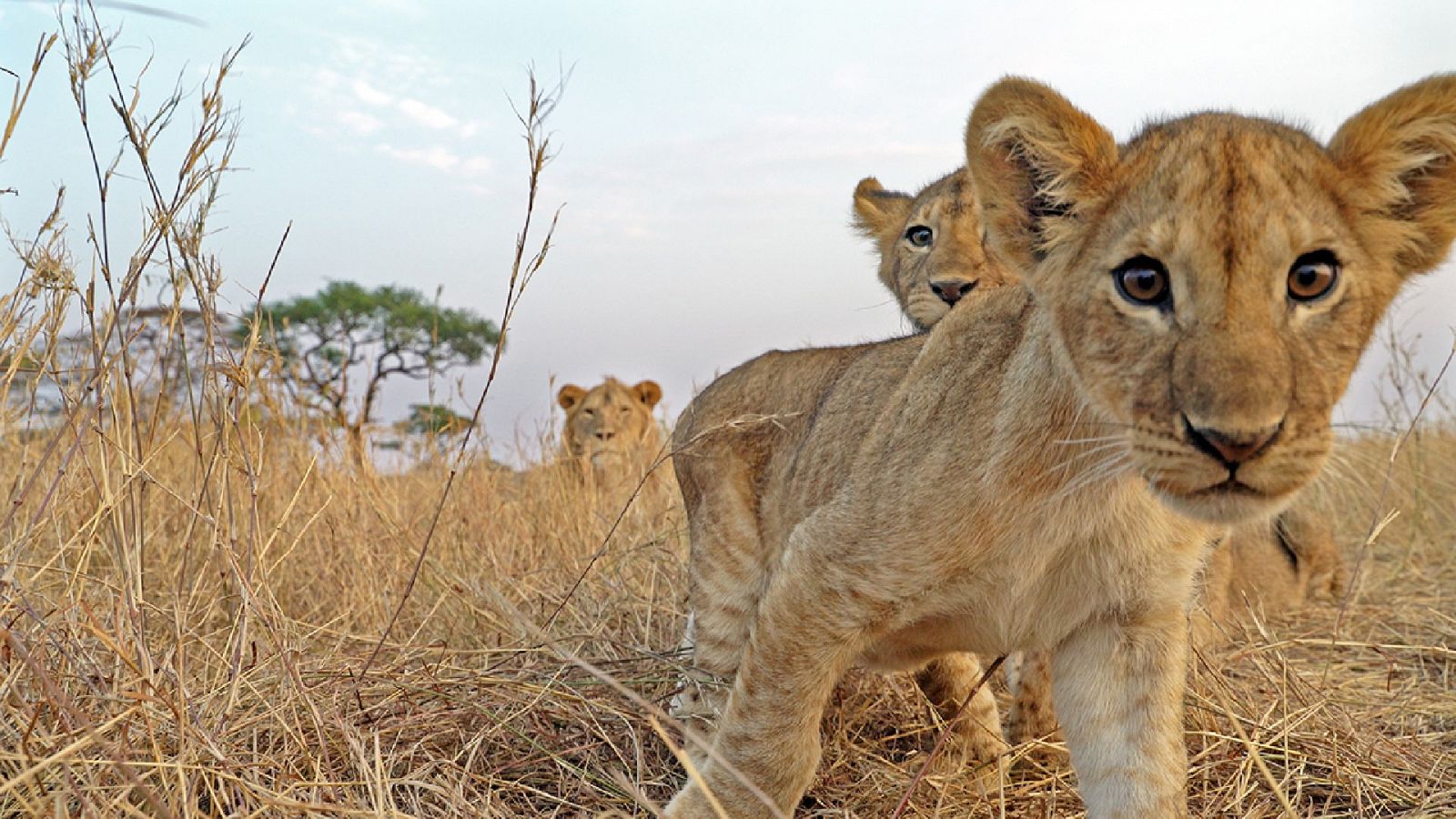 La serie británica 'Serengeti' nos descubre las vidas de sus habitantes más destacados