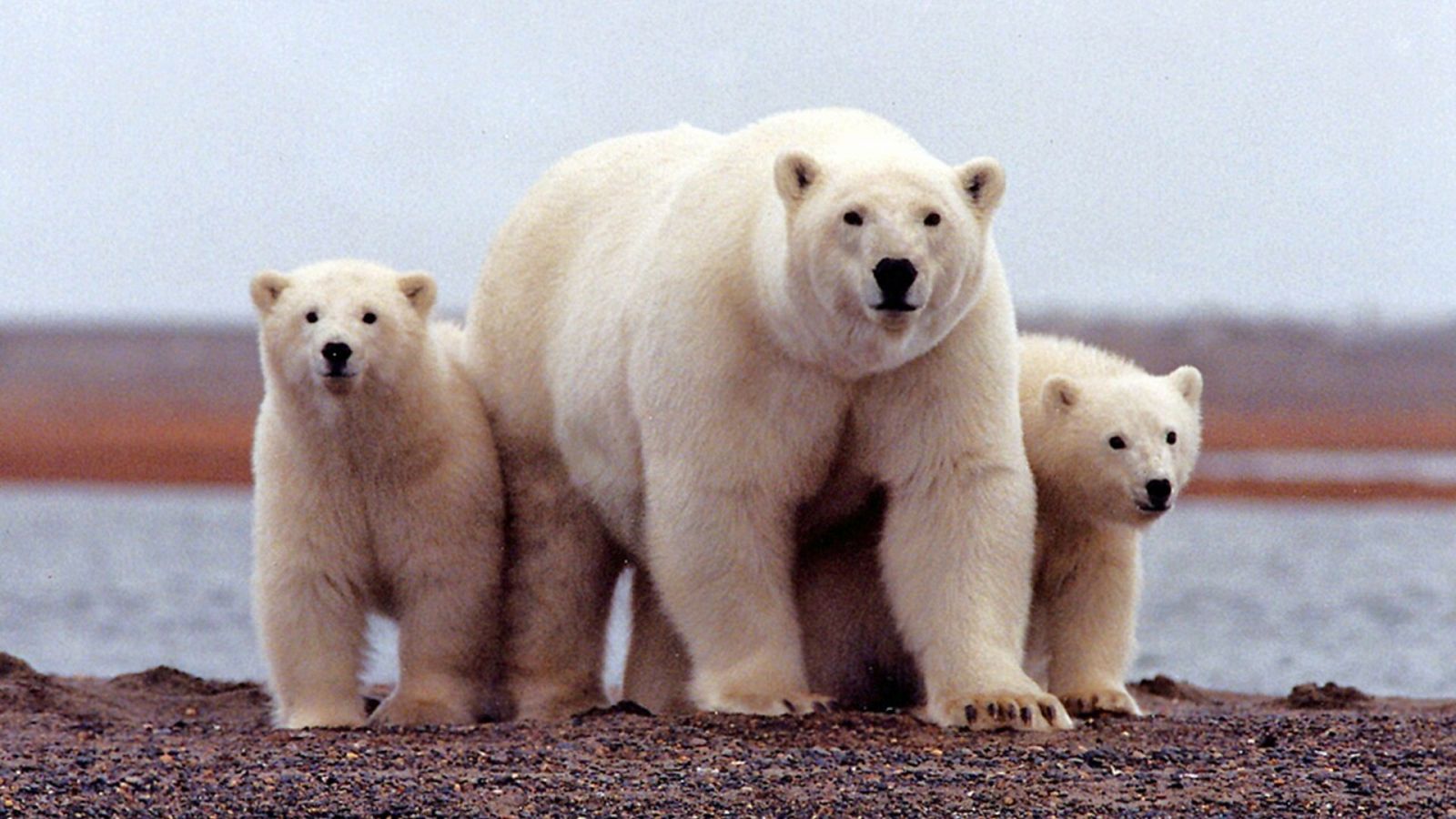Osos polares en la costa del Mar de Beaufort, parte del Refugio de Vida Salvaje del Ártico, en Alaska, EE.UU. REUTERS/Susanne Miller/USFWS