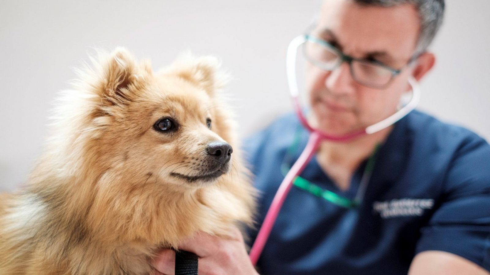 Los veterinarios reclaman la rebaja del IVA: &quot;Cuidar de tu animal no puede ser un lujo&quot;