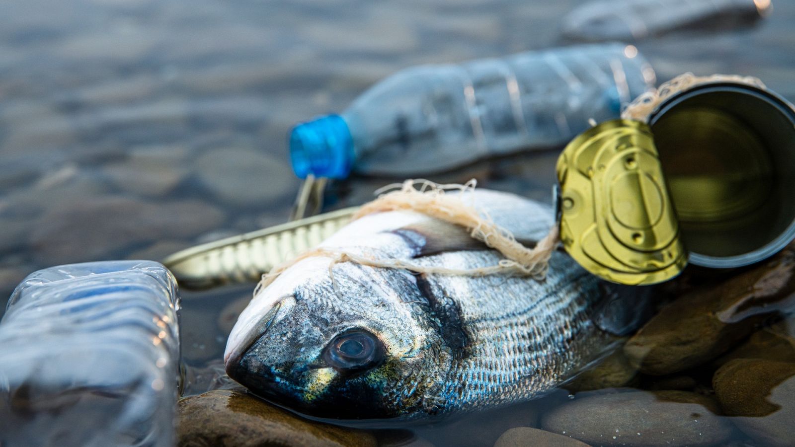 En 2050 se calcula que habrá más plástico que peces en los océanos