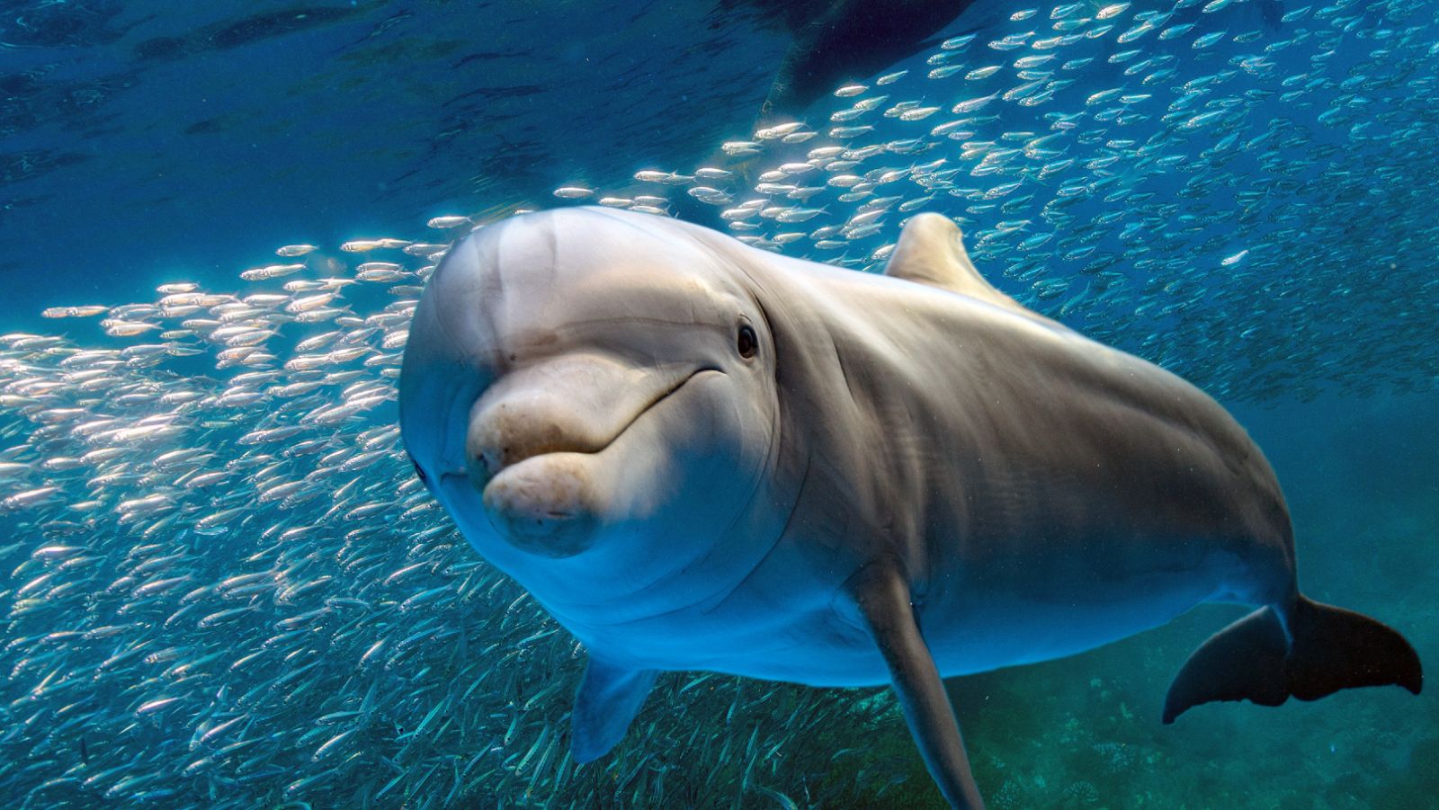 Los delfines adaptaron su esperma para poder reproducirse en el mar.