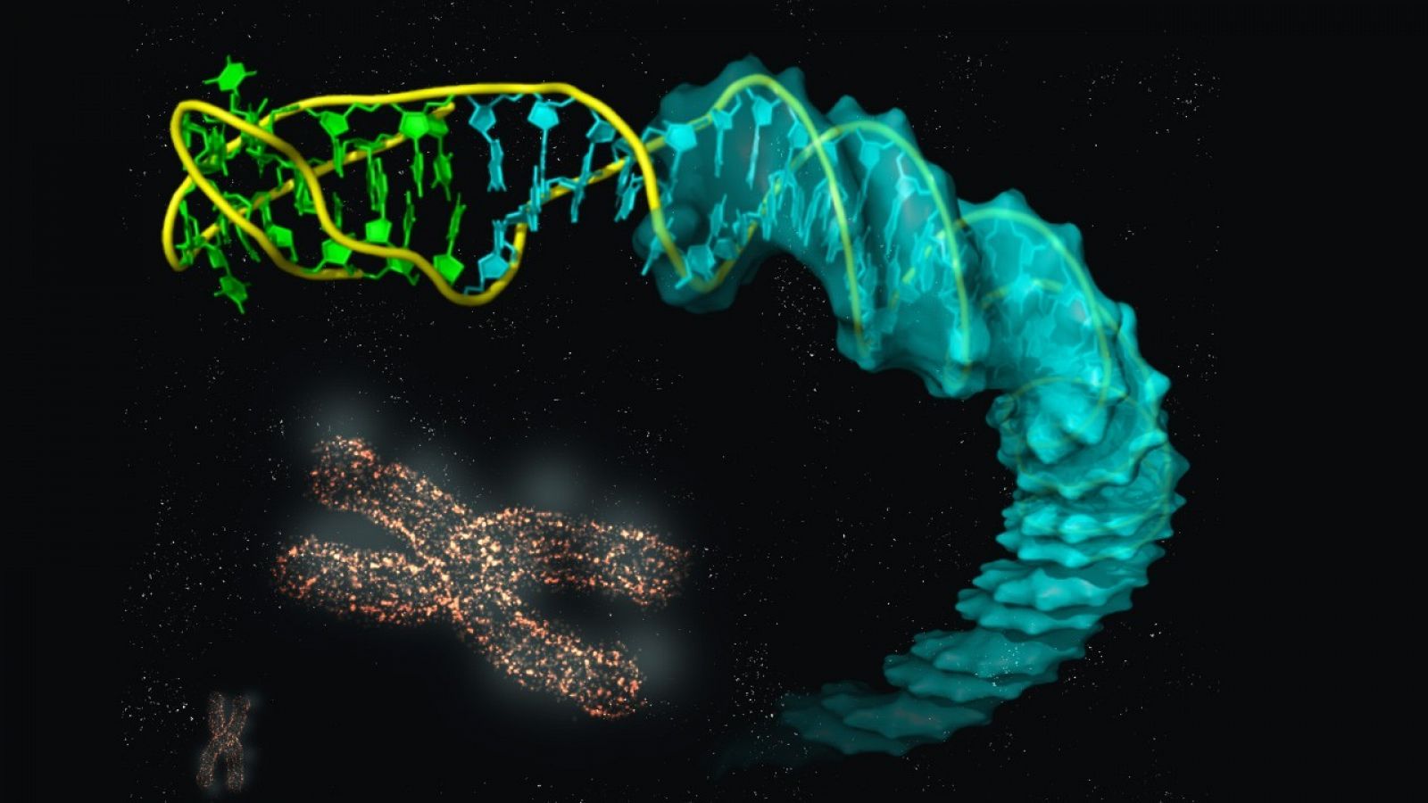 Estructura de la unión del i-ADN y el B-ADN