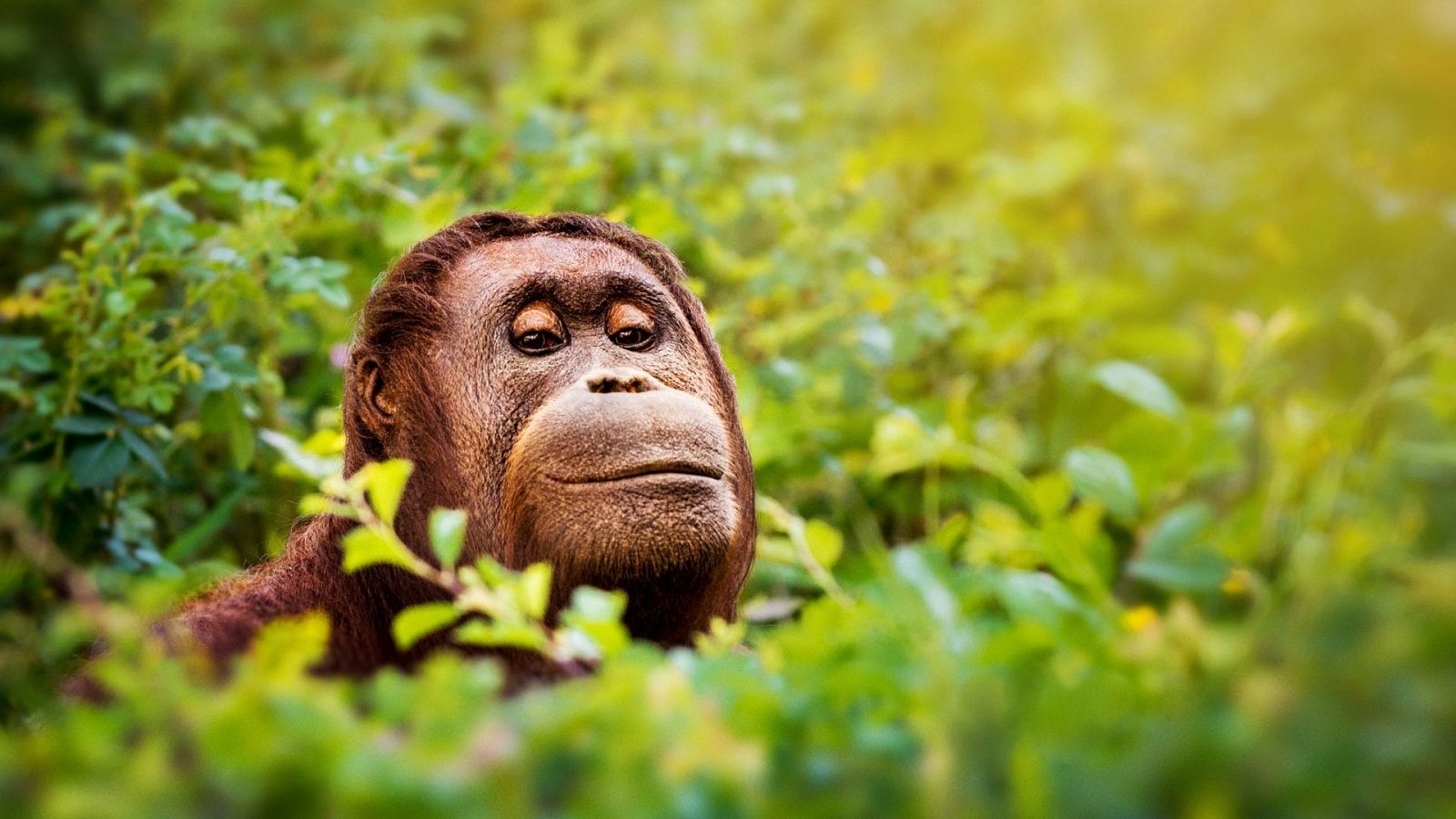 Una hembra de orangután asomada entre la densa vegetación