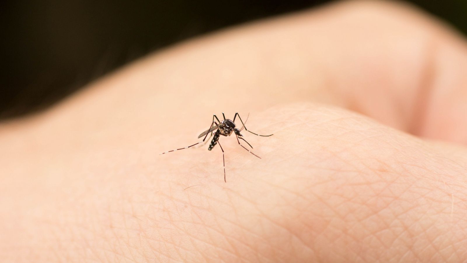 ¿Qué enfermedades pueden transmitirnos los mosquitos?