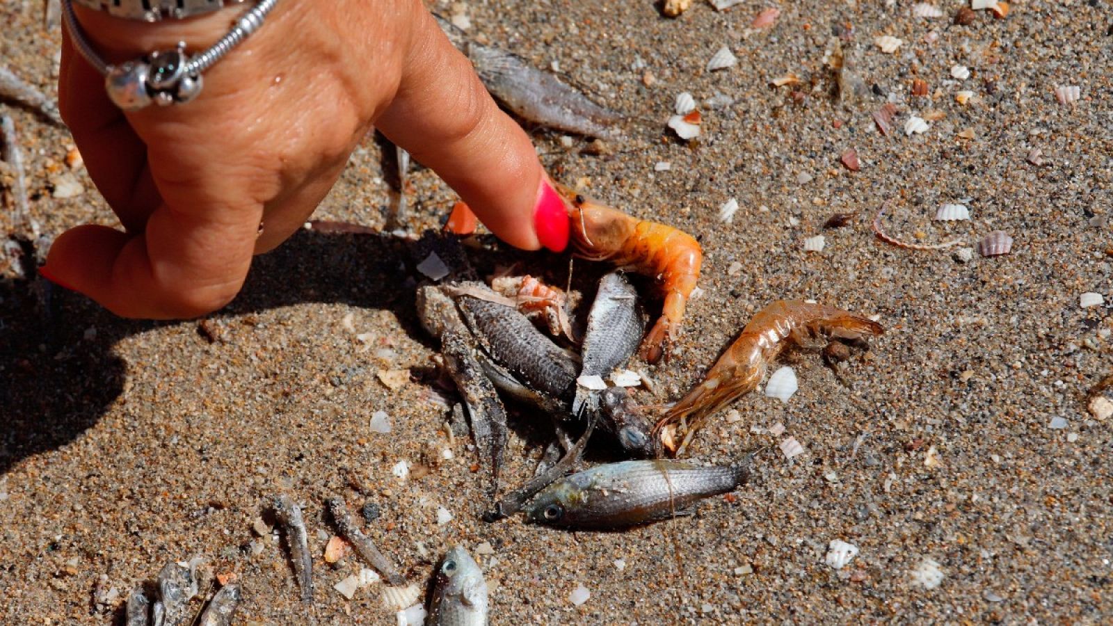 Se han recogido casi cinco toneladas de peces muertos en los últimos nueve días