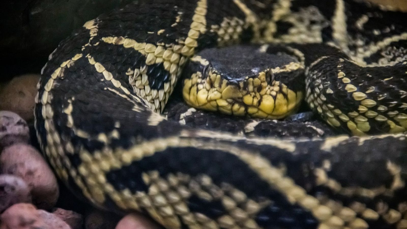 La serpiente yararacusú es la que más envenena en Brasil