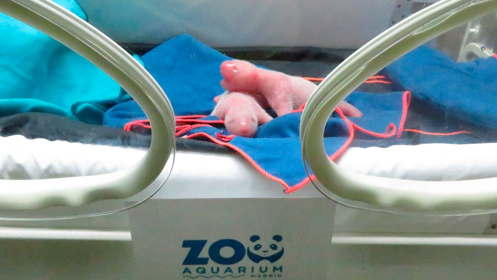 Osos panda recien nacidos en el Zoo Aquarium de Madrid