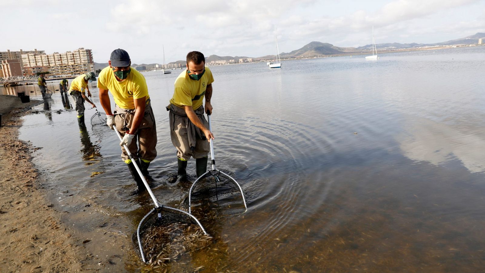 Imagen de archivo de labores de limpieza del Mar Menor tras la aparición de peces muertos.