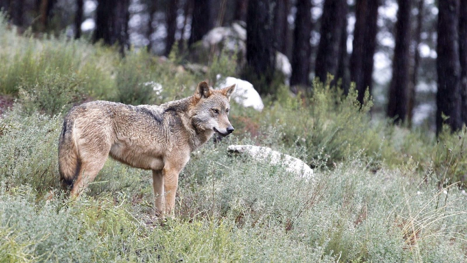 Un ejemplar de lobo ibérico en su hábitat natural