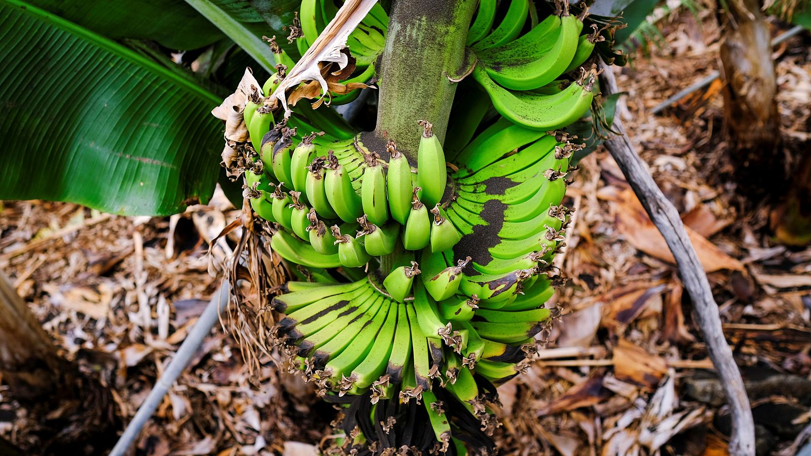 La ceniza originada por el volcán está dañando la cosecha de plátanos en La Palma.