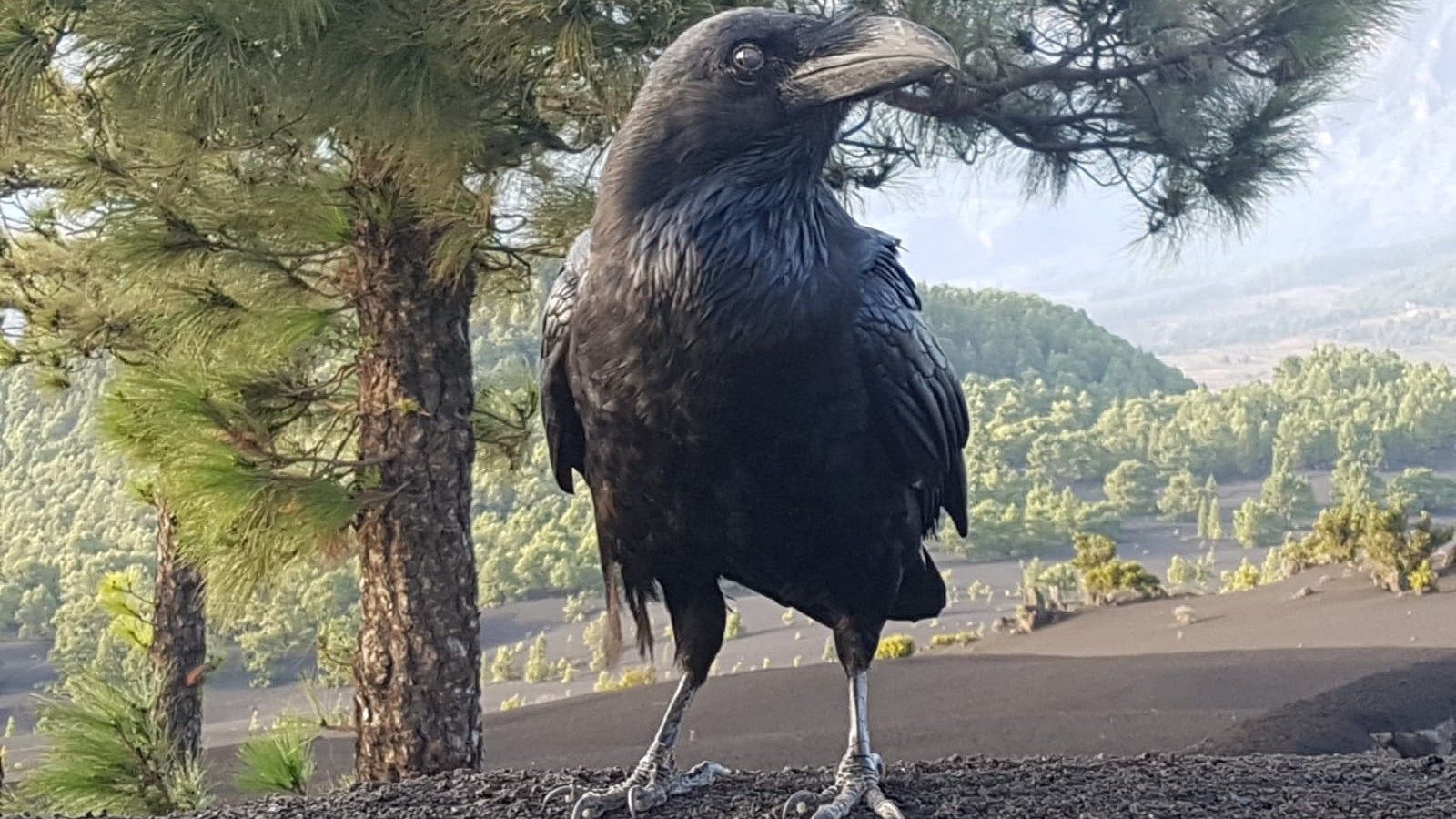 Cuervo afectado por la erupción del volcán de La Palma