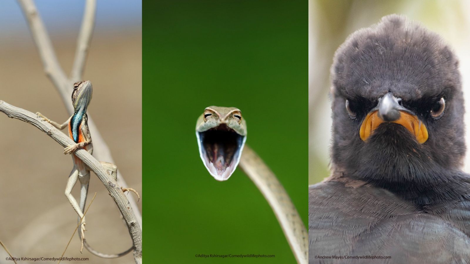 Tres fotografías: un lagarto posando en una rama, una serpiente sonriendo y un estornino disgustado