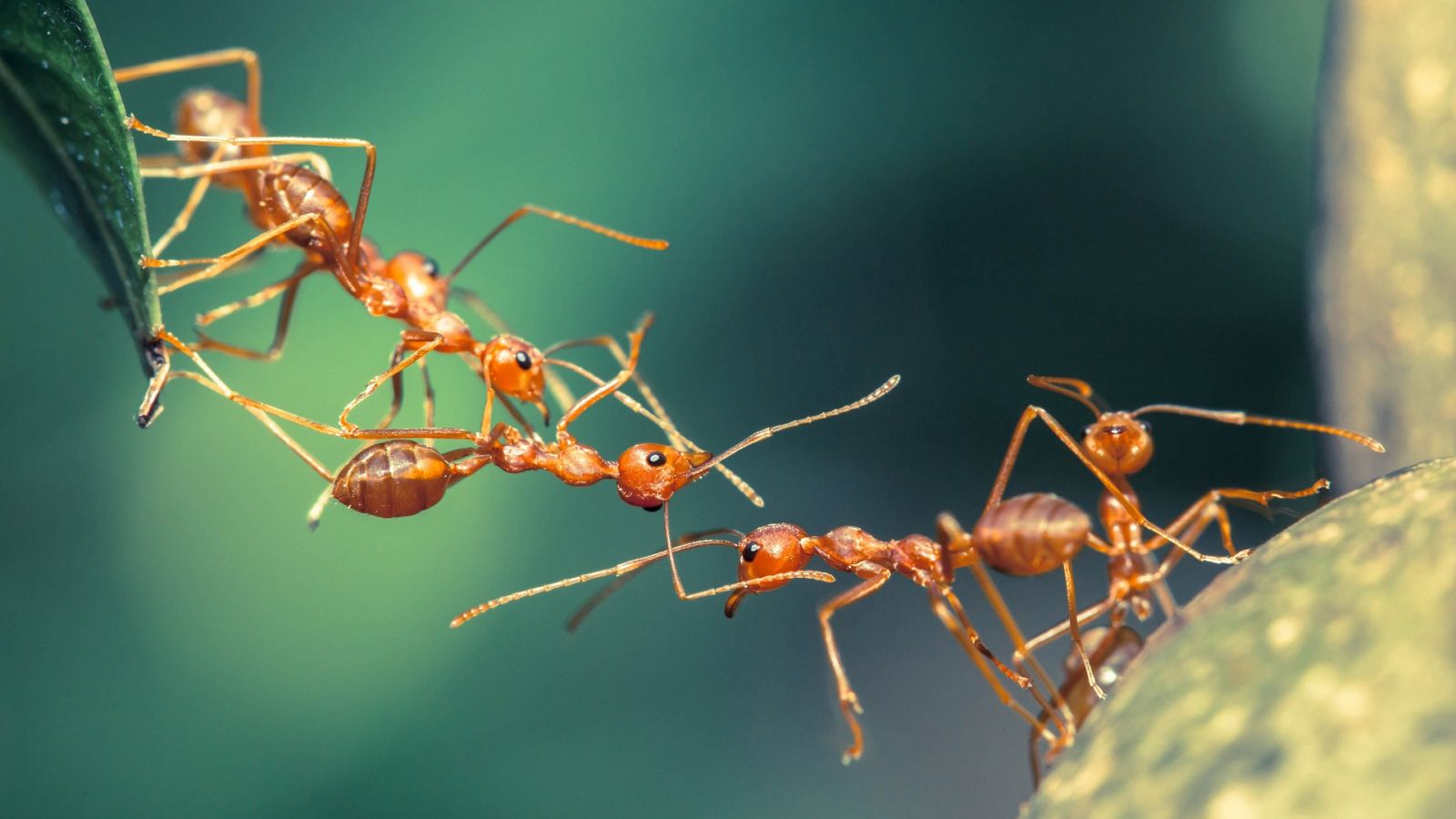 Un grupo de hormigas rojas