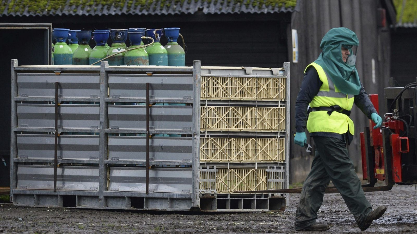 Un trabajador viste un traje biosanitario en una granja con casos de gripe aviar en 2014