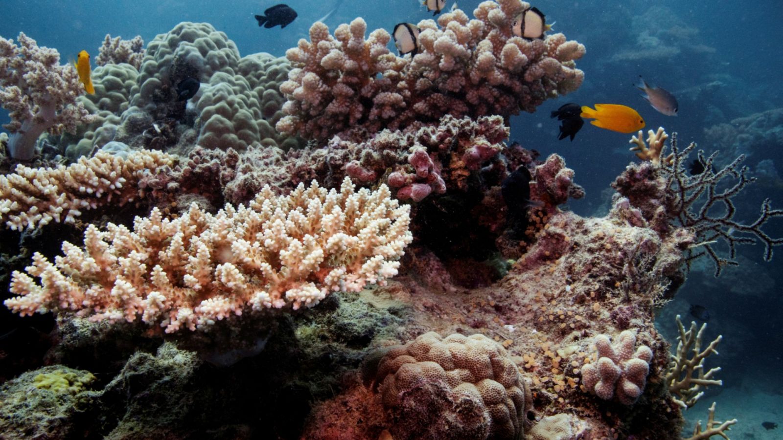 Imagen de archivo de un grupo de peces nadando junto a unos corales de la Gran Barrera, en el noreste de Australia.