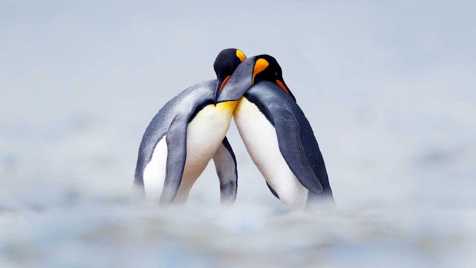 Pingüinos en la nieve