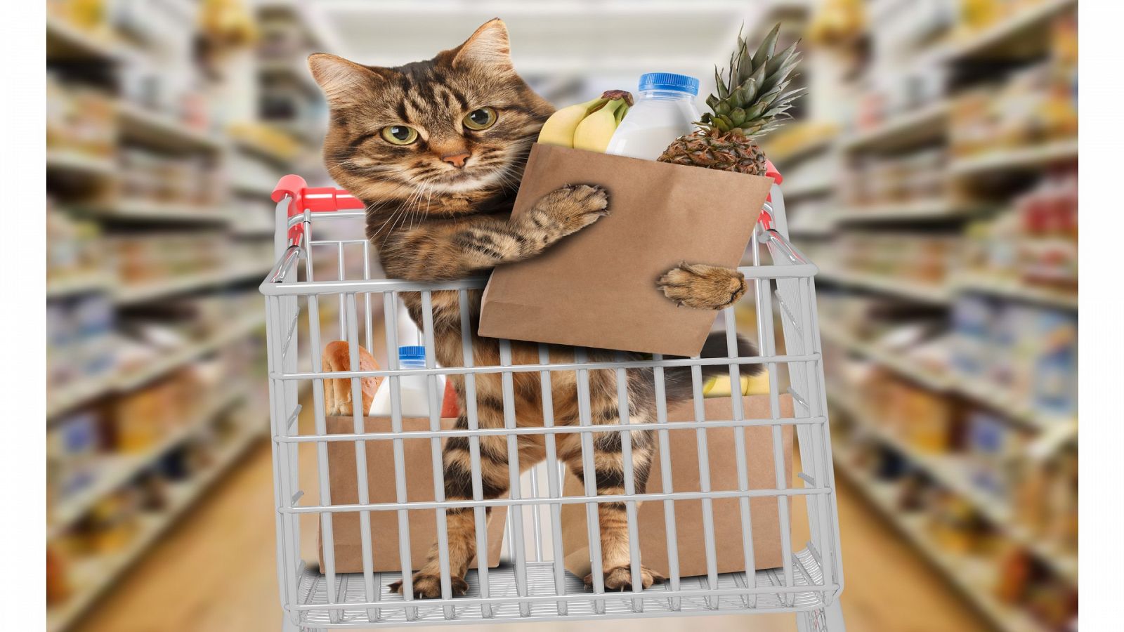 Un gato en un carrito de supermercado