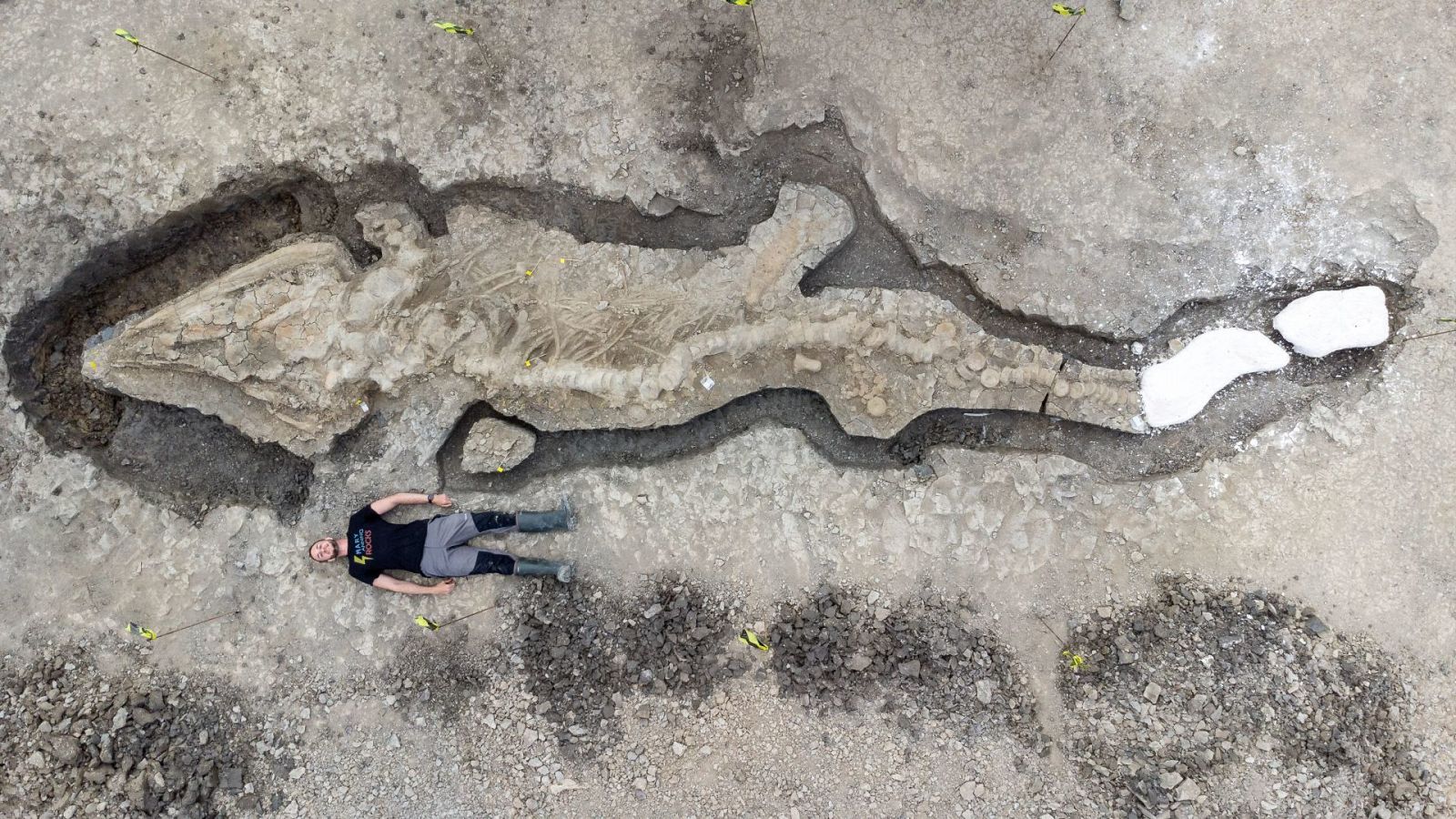 Un hombre posa junto al "dragón marino" fosilizado
