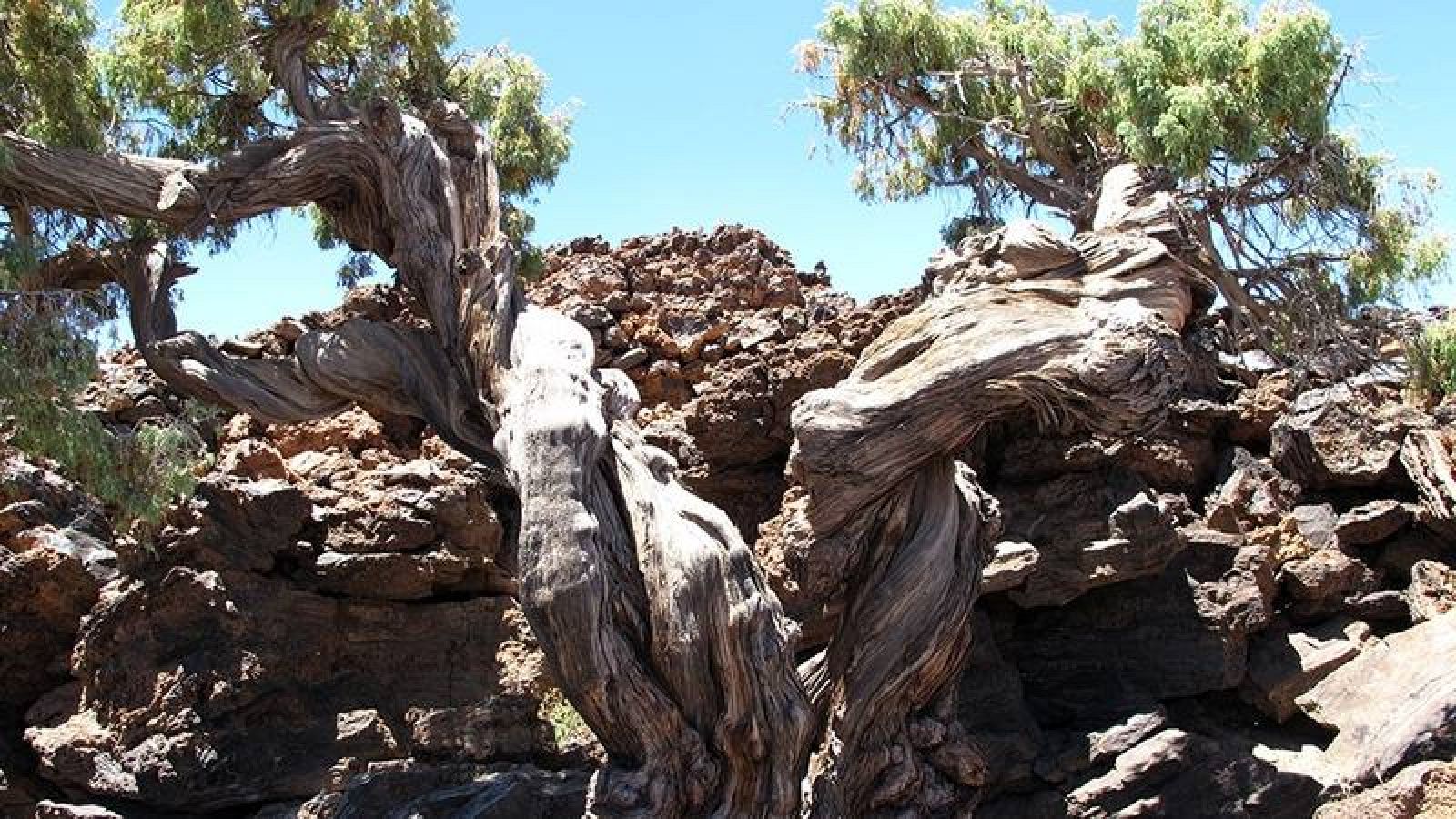 Hasta ahora otro cedro, el 'Patriarca', era el árbol más viejo del Parque Nacional del Teide