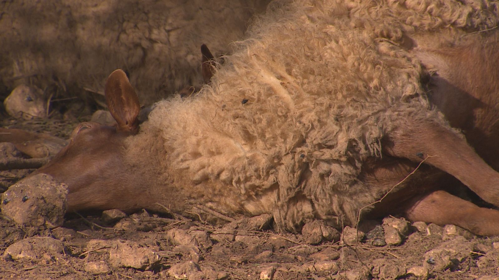 Una de les ovelles mortes a la finca de Llucmajor