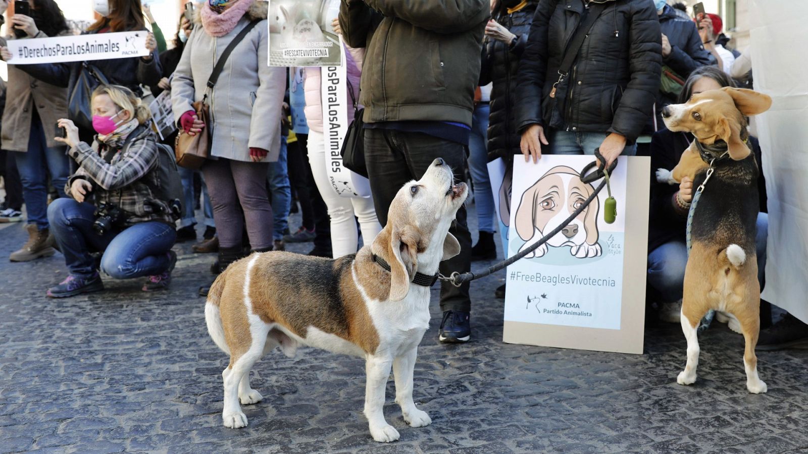 Diferentes entidades animalistas y ecologistas protestan en Barcelona contra el experimento con 32 perros de la raza beagle