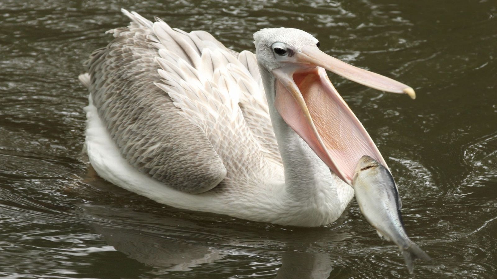 Pelicano comiendo un pez