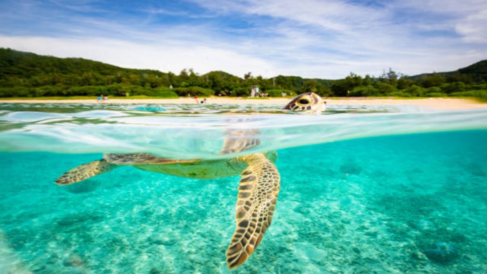 Una tortuga de mar a les platges paradisíques d'Okinawa, l'illa del Japó amb aigües cristallines, un lloc de somni al Pacífic