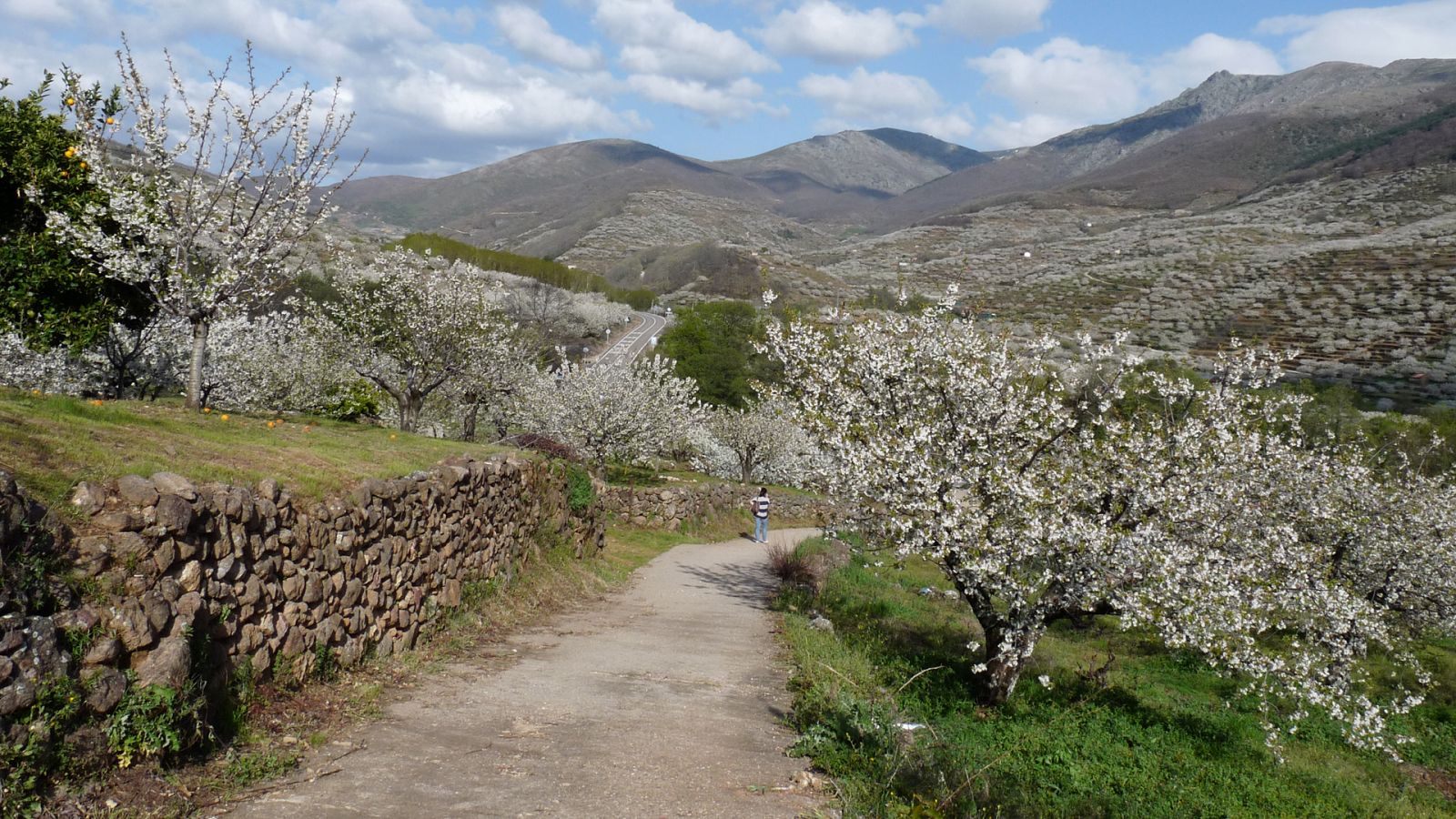 Cerezos en flor del valle del Jerte.