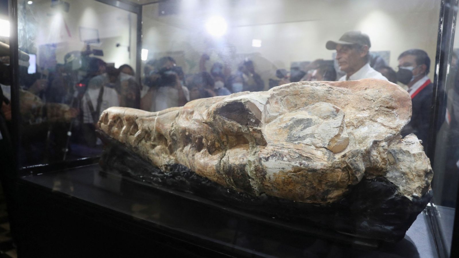 Una imagen del fósil de un cráneo de un basilosaurio de Ocucaje  en el Museo de Historia Natural de Lima, Perú.