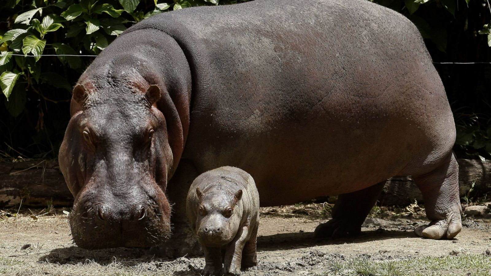 Imagen de archivo de una cría de hipopótamo junto a su madre en un zoológico de Medellín (Colombia).