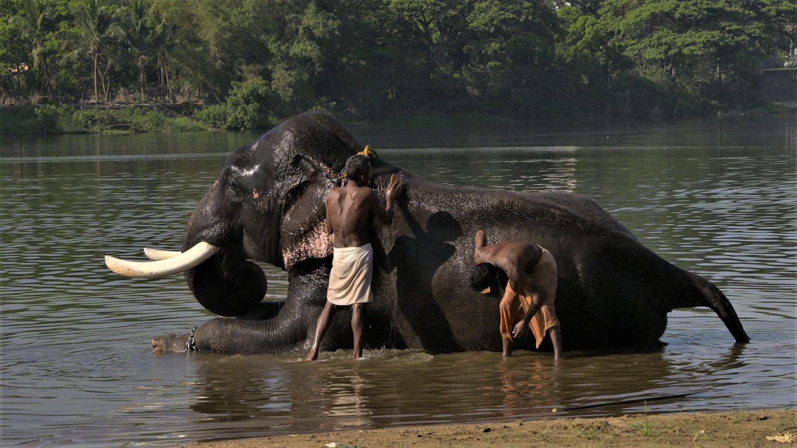 Dos homes banyen un elefant a un riu de l'Índia