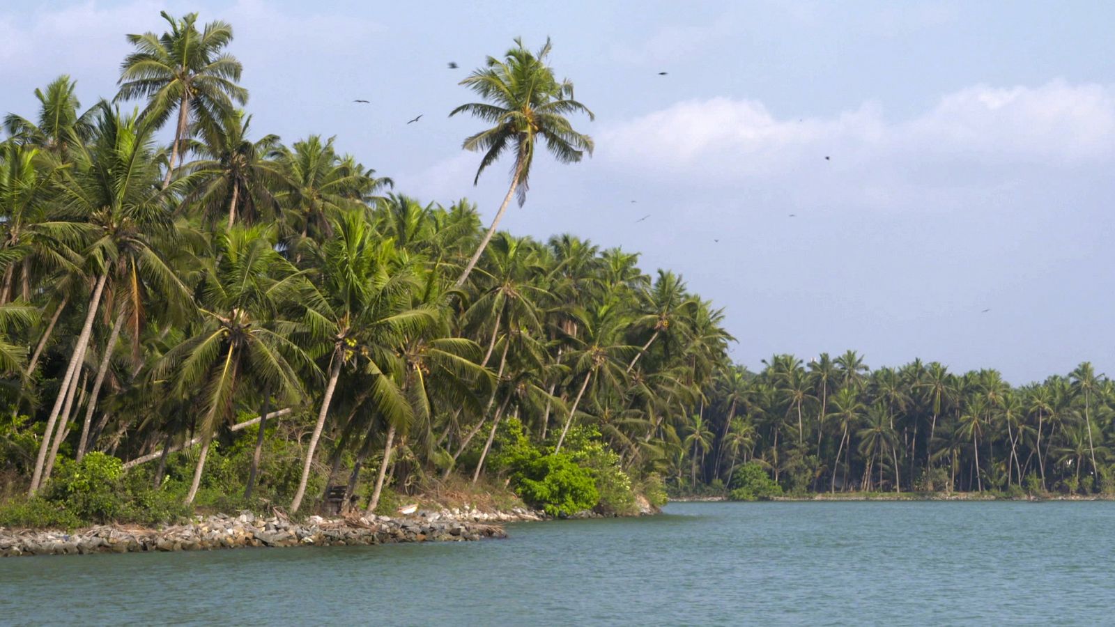 Una platja amb palmeres a l'Índia