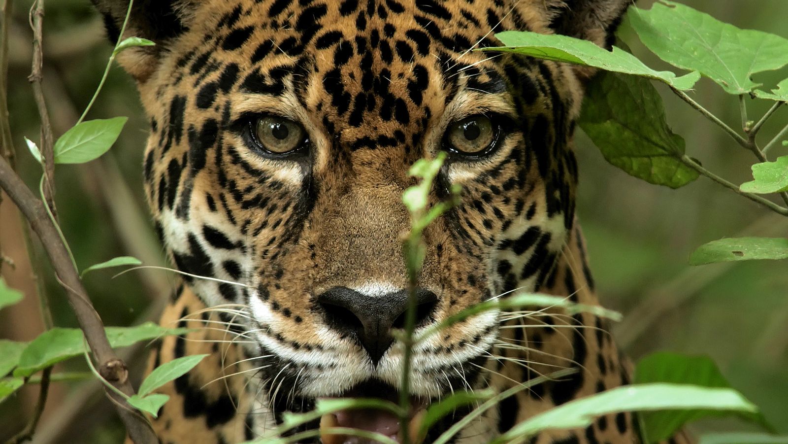 El jaguar és el felí més gran d'Amèrica