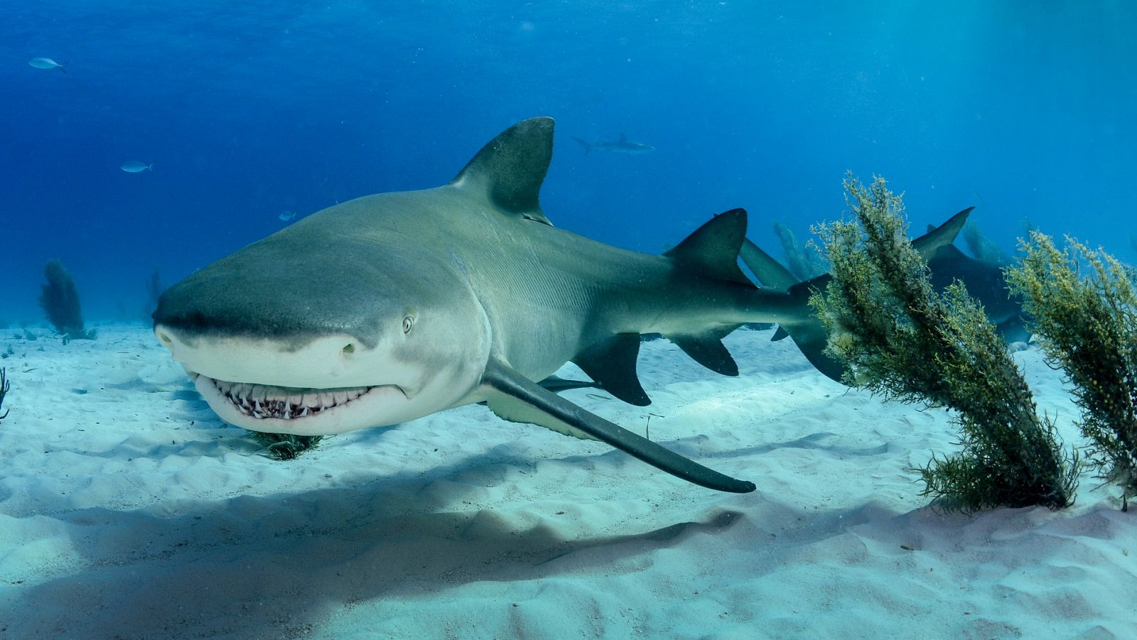 Imagen de un tiburón blanco