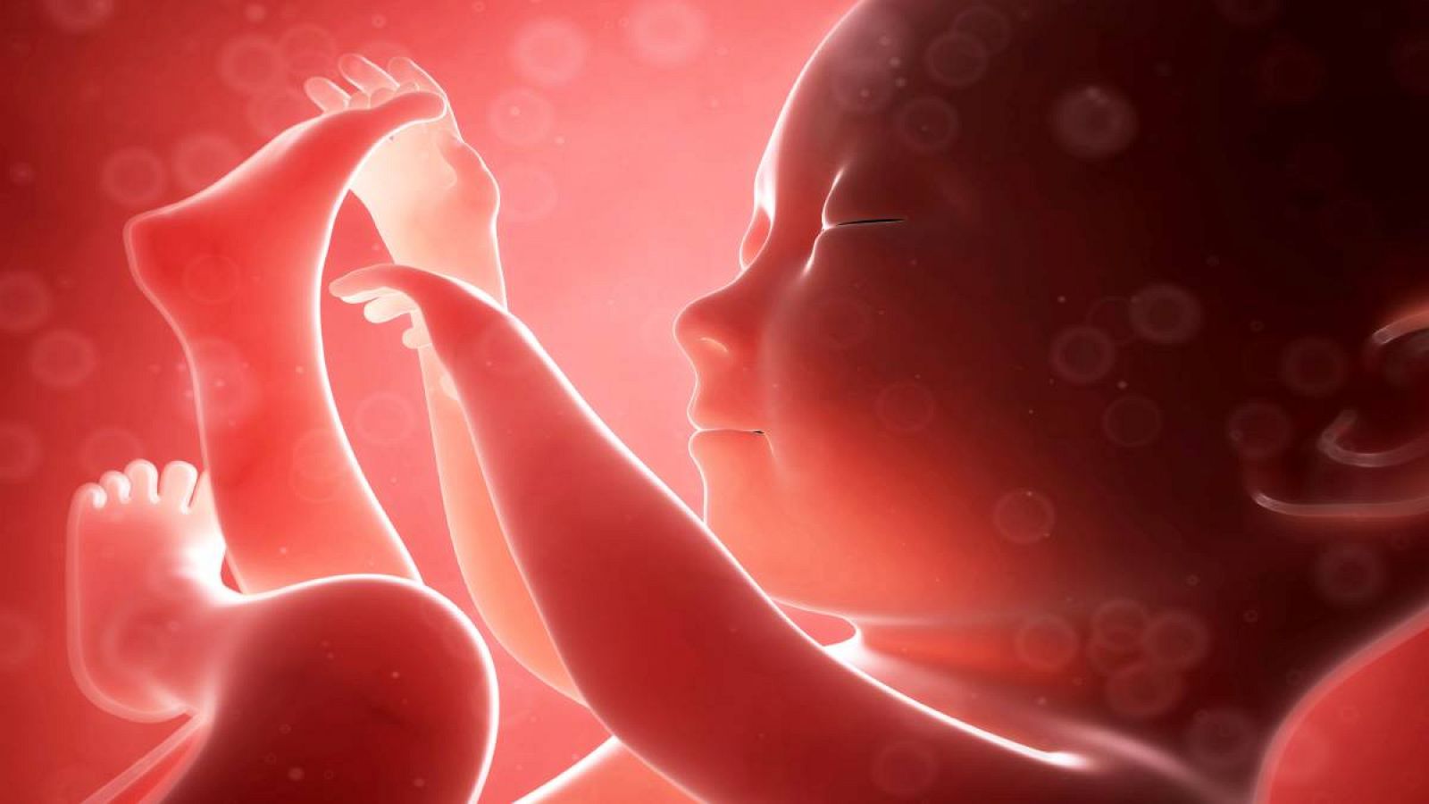 Científicos descubren un nuevo avance en el conocimiento del desarrollo de los embriones de mamíferos.