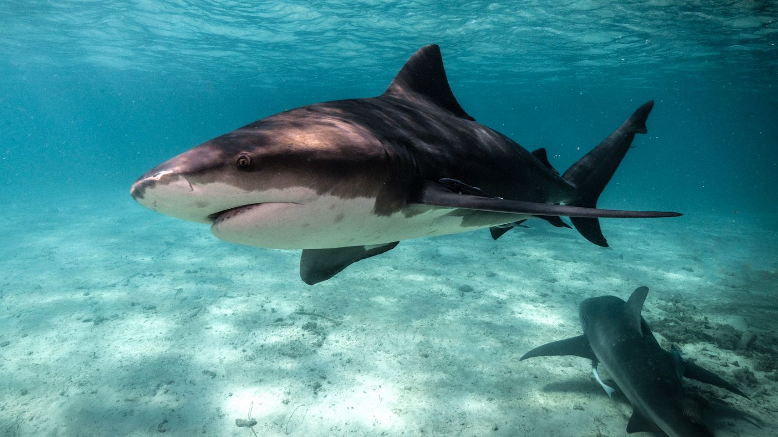 Los tiburones y su dentadura poderosa