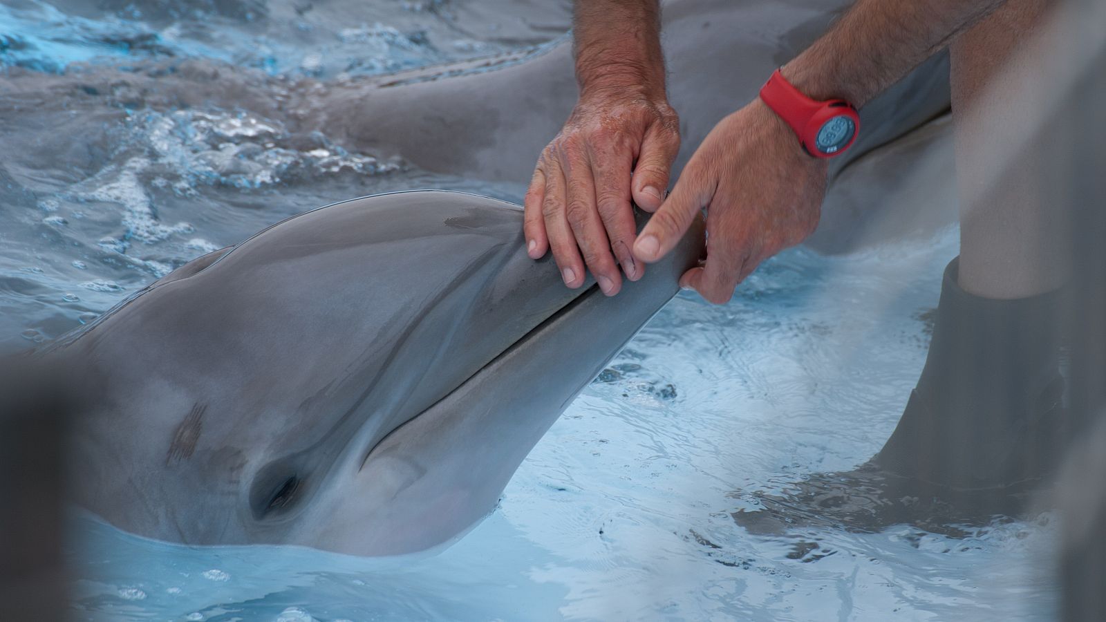 Rusia despliega delfines adiestrados para proteger su flota del Mar Negro