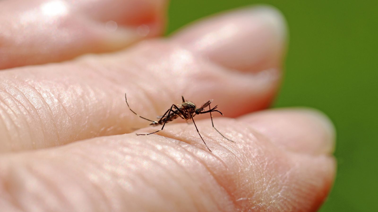 Un mosquito posado en el dedo de de una persona