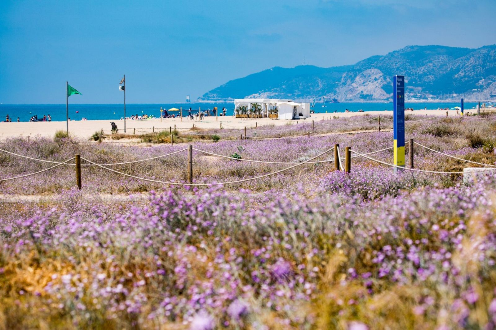 Biodiversitat a les dunes metropolitanes (Robert Ramos)