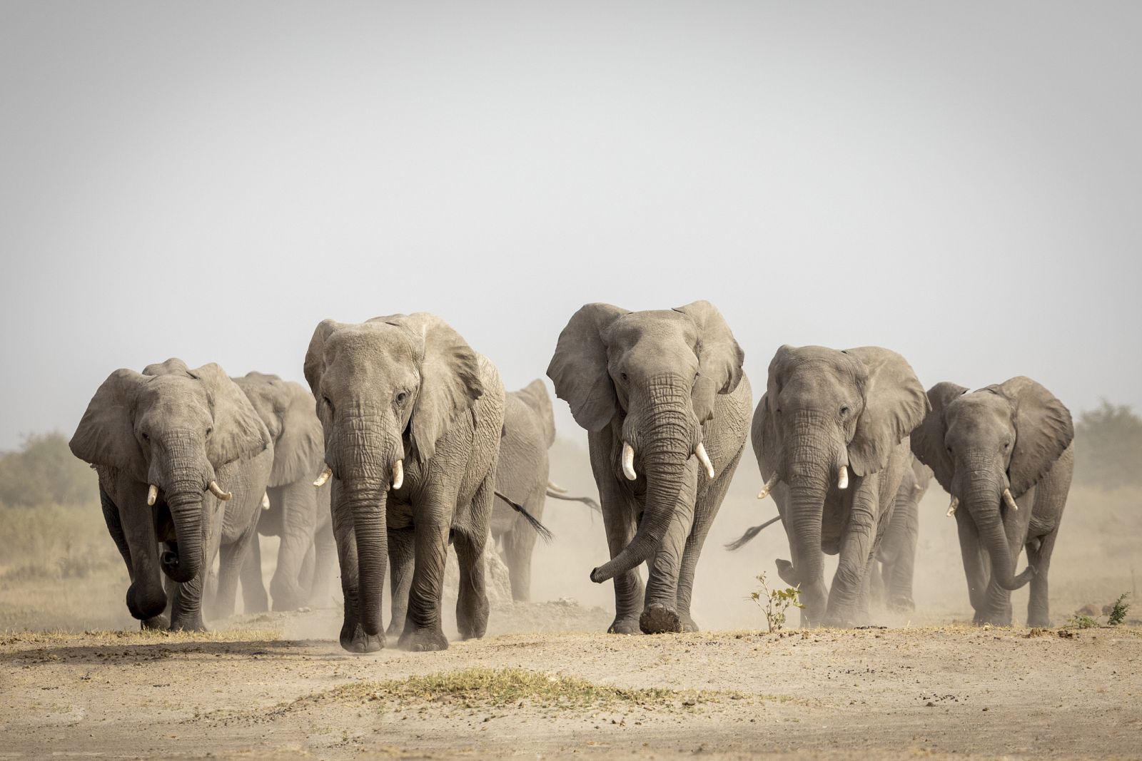 Las hembras ancianas lideran a los elefantes