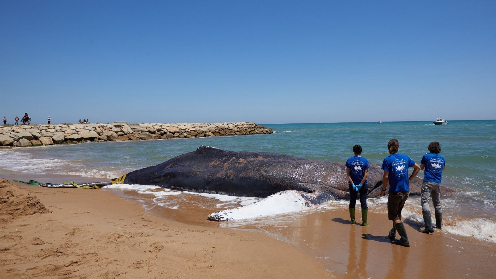Una ballena de 12 metros y 25 toneladas ha muerto junto a la costa del municipio valenciano de Tavernes de la Valldigna.