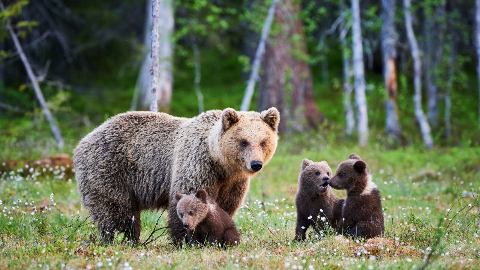 Tres osos pardos en una imagen de archivo